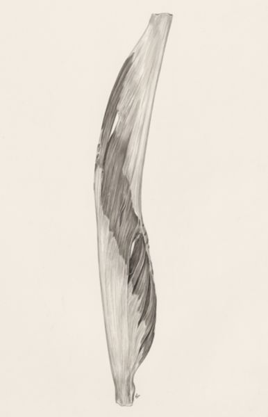 J Tinkelenberg, Muscular tissue