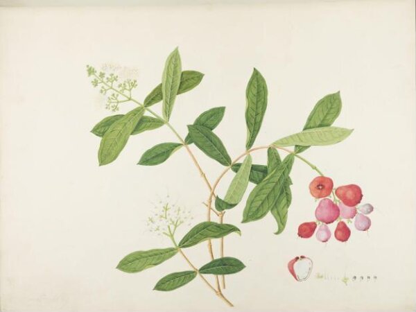 unknown, Flowers and Fruits