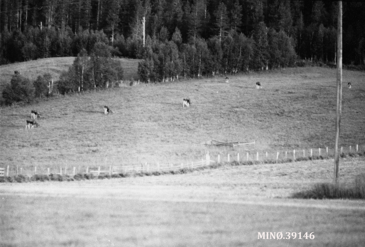 Ukjent, Elg på beite