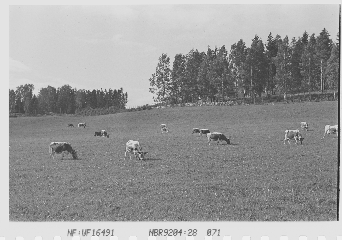 Anders Beer Wilse, Prot: Kreaturer Norderhov
