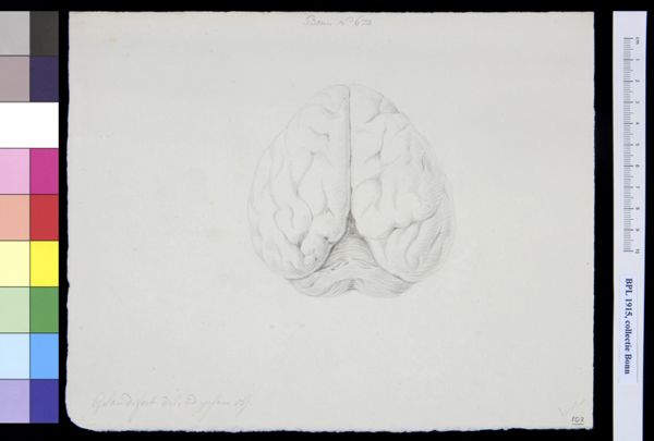 Gerard Sandifort, Brain