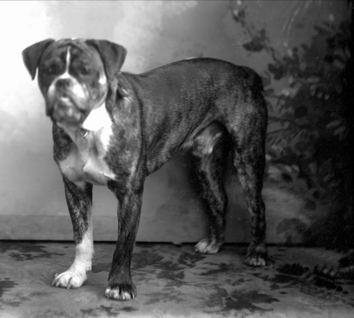 Gustav Borgen, Portrett, Malms hund.