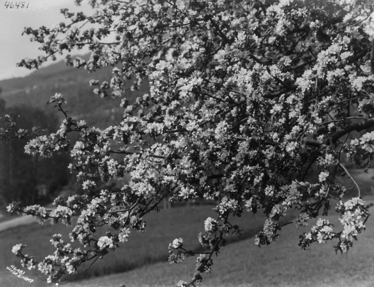 Anders Beer Wilse, Wilse original, Fruktblomstring