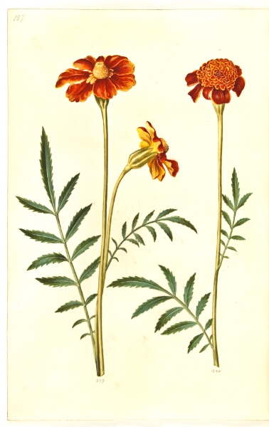 Hans Simon Holtzbecker, Tagetes patula (udspærret fløjlsblomst)