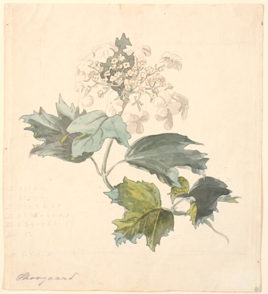 P.C. Skovgaard, Kvalkved (Viburnum).