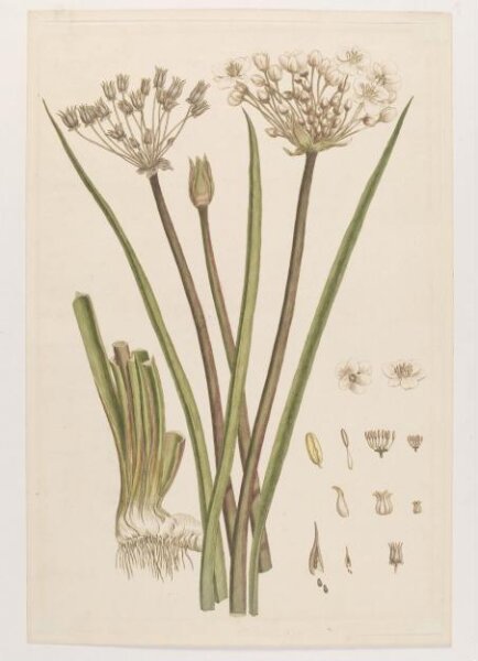 John Miller, Print