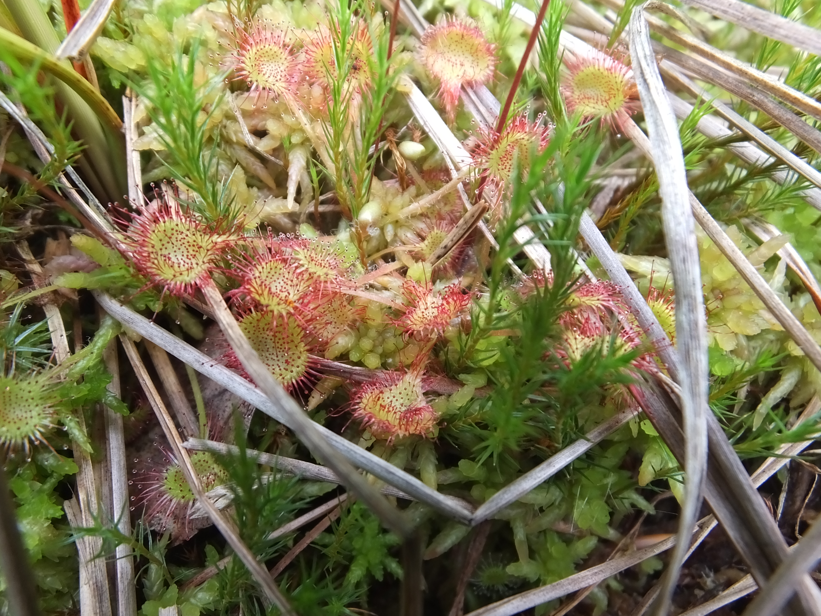 Gallé Róbert, Round-leaved sundew from Iaz