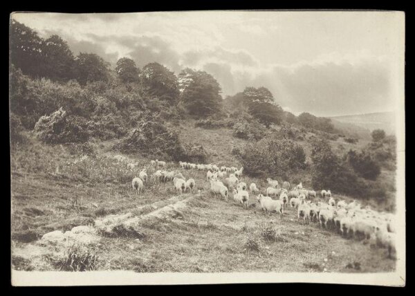 Gale, Lt. Col. Joseph, Flock of sheep in a landscape