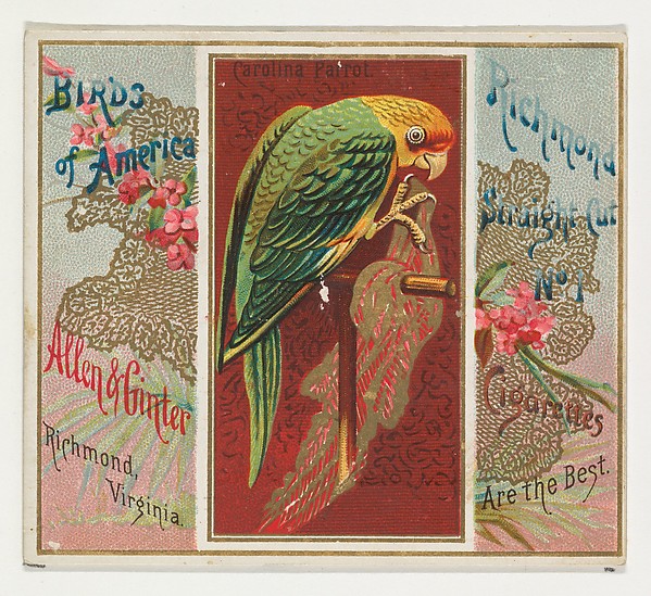 Allen & Ginter, Carolina Parrot, from the Birds of America series (N37) for Allen & Ginter Cigarettes