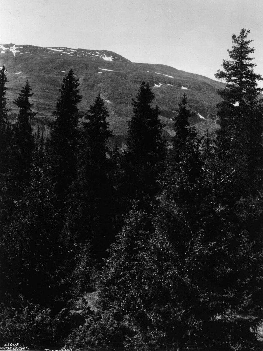 Anders Beer Wilse, Landskap, Tronden