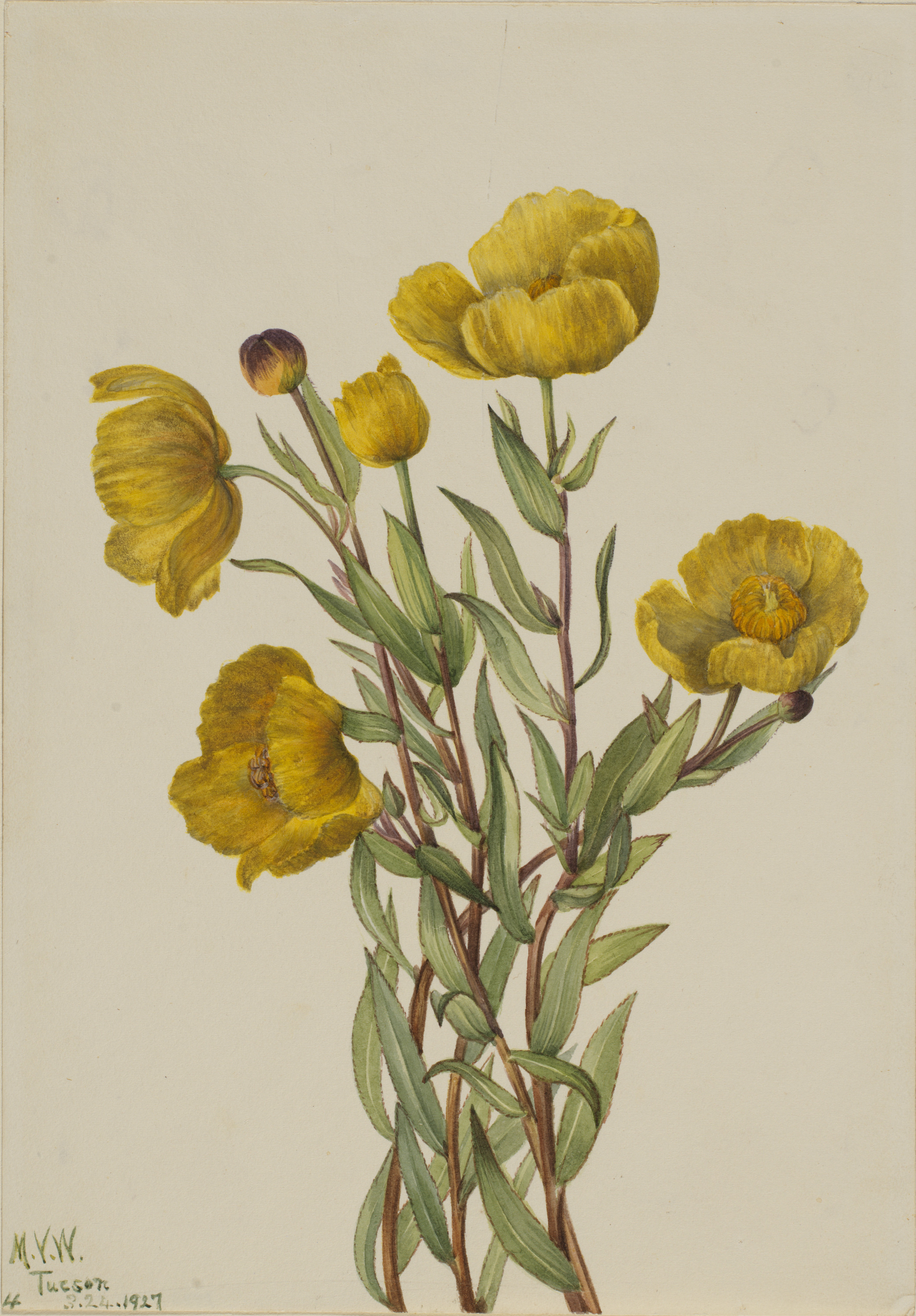 Mary Vaux Walcott, Bushpoppy (Dendromecon rigidum)
