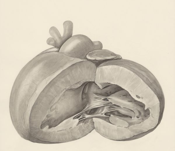 H.G Wetselaar, Heart