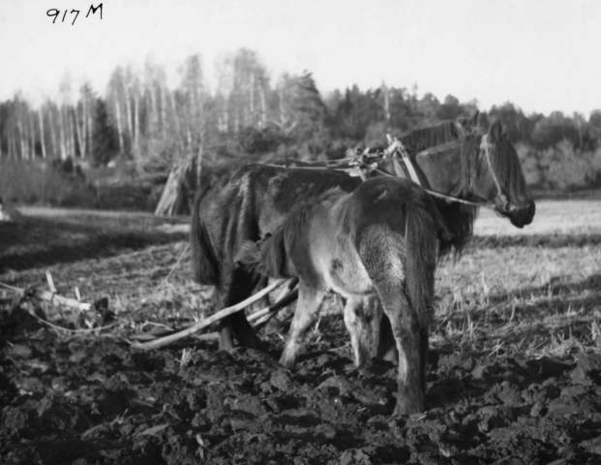 Anders Beer Wilse, -7939