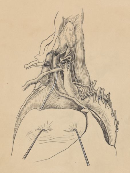 J Tinkelenberg, Part of the heart and circulatory system