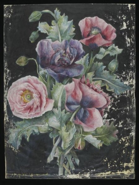 unknown, Drawing