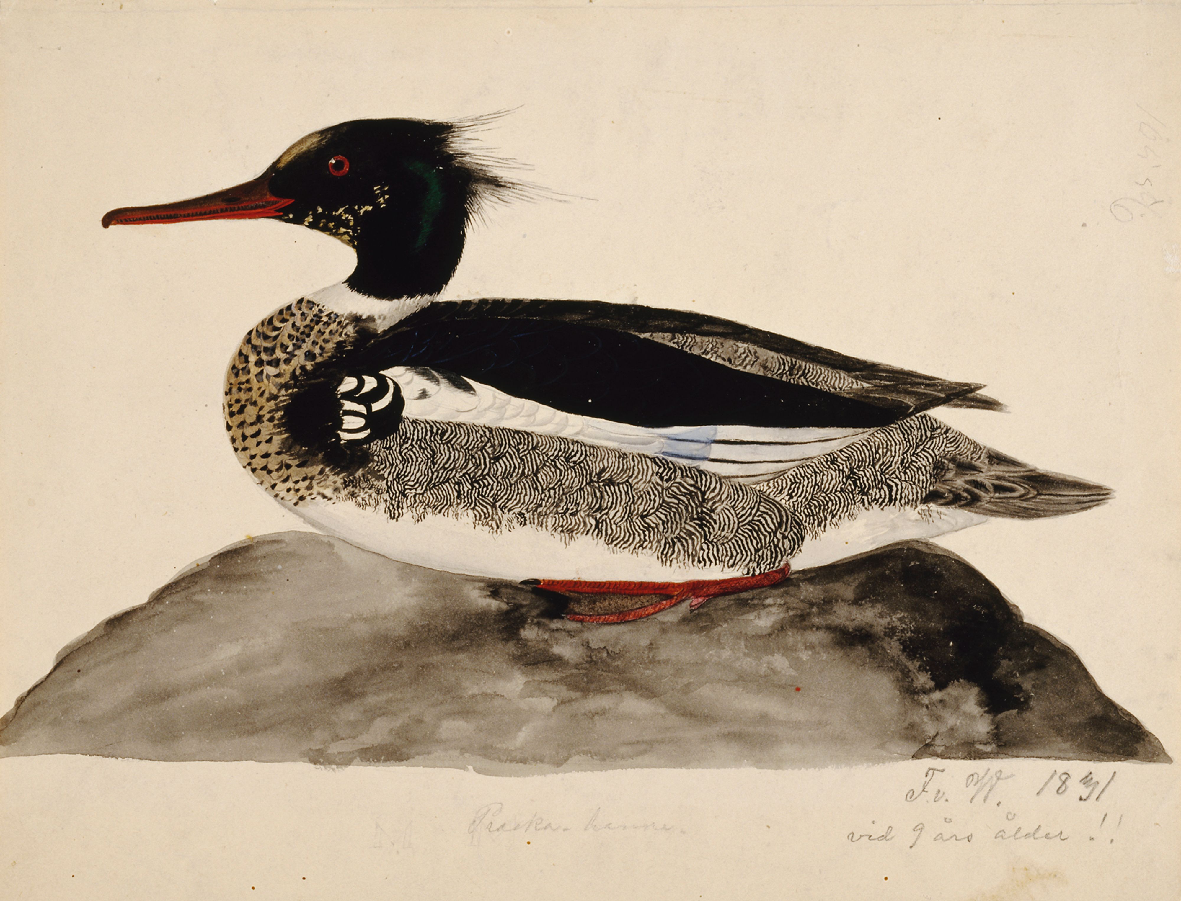 Ferdinand von Wright, Red-Breasted Merganser, Male