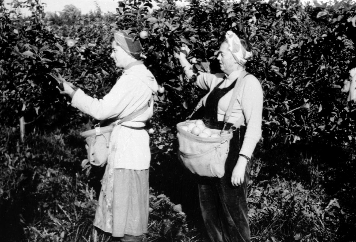 Anno Domkirkeodden, To damer høster epler på Hoel gård, Nes, Hedmark. Plukker i veske på magen.
