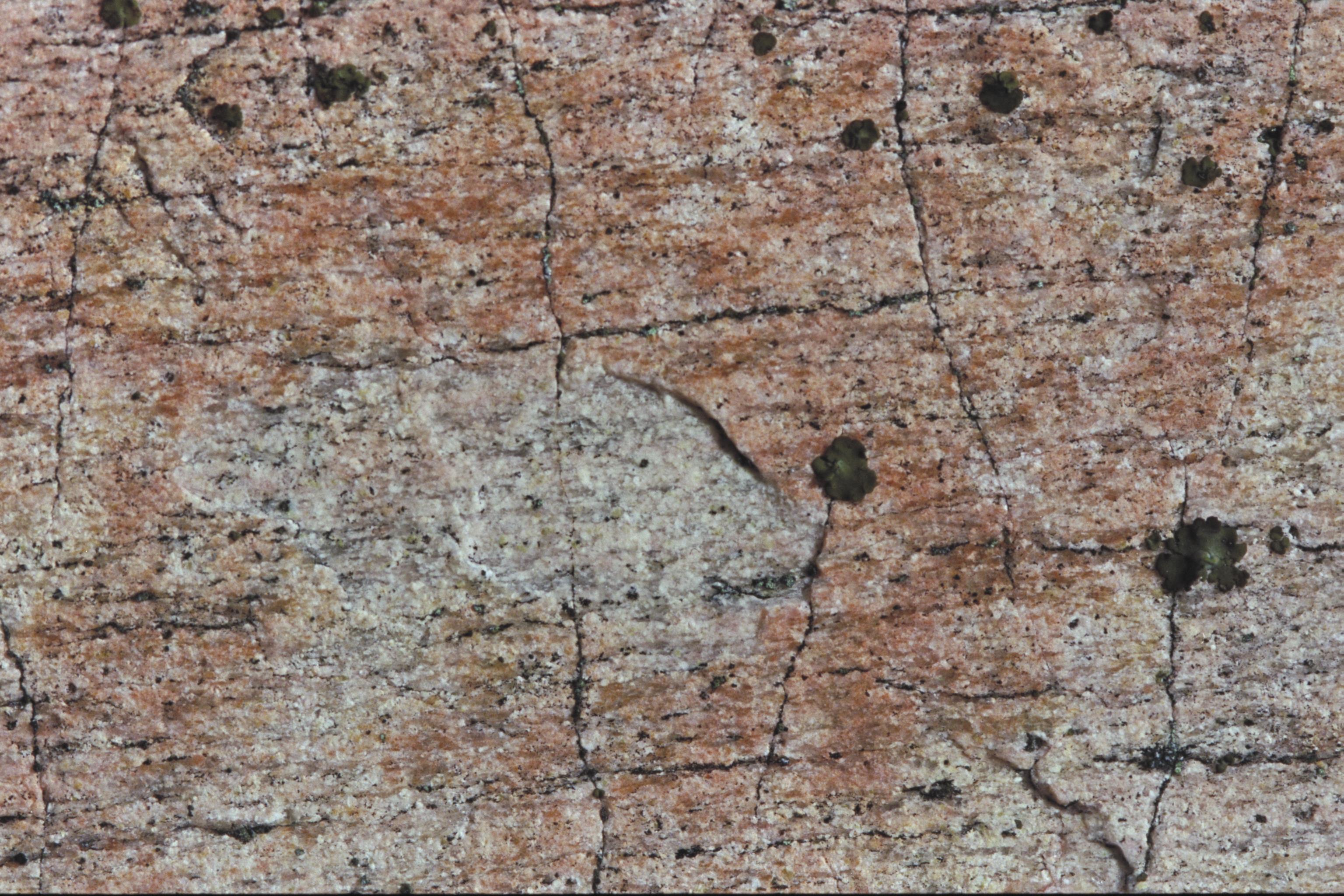 Bengt A Lundberg, Blomskog 146
