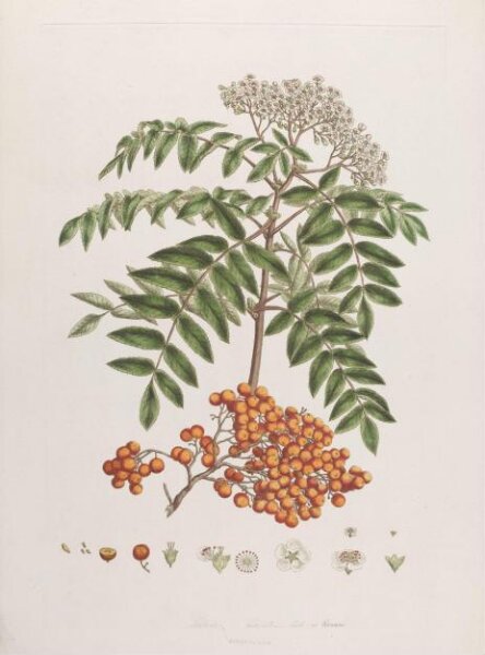John Miller, Print