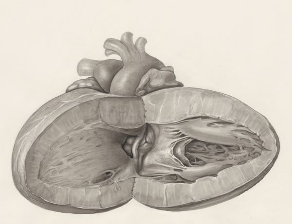 H.G Wetselaar, Heart