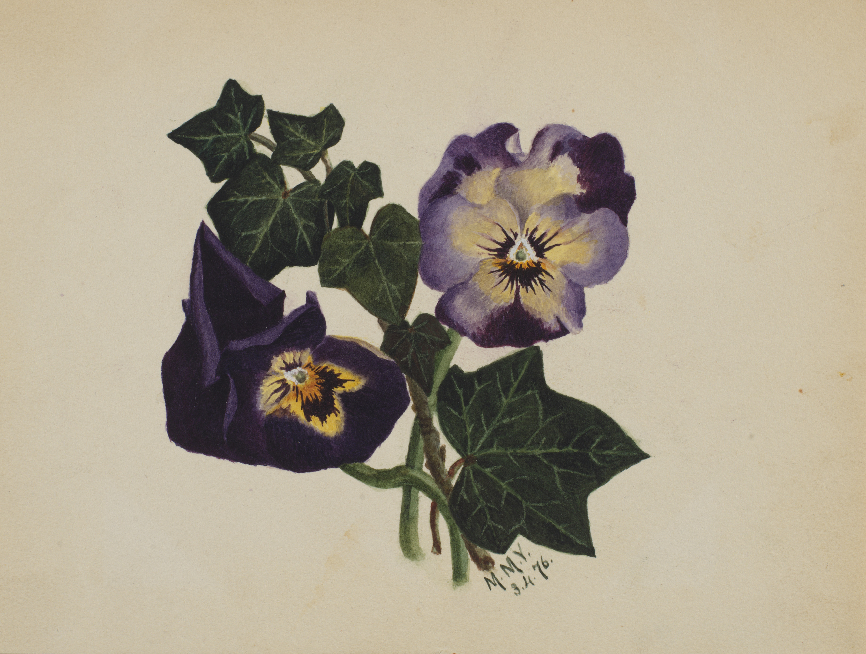 Mary Vaux Walcott, Untitled (Pansies and Ivy)
