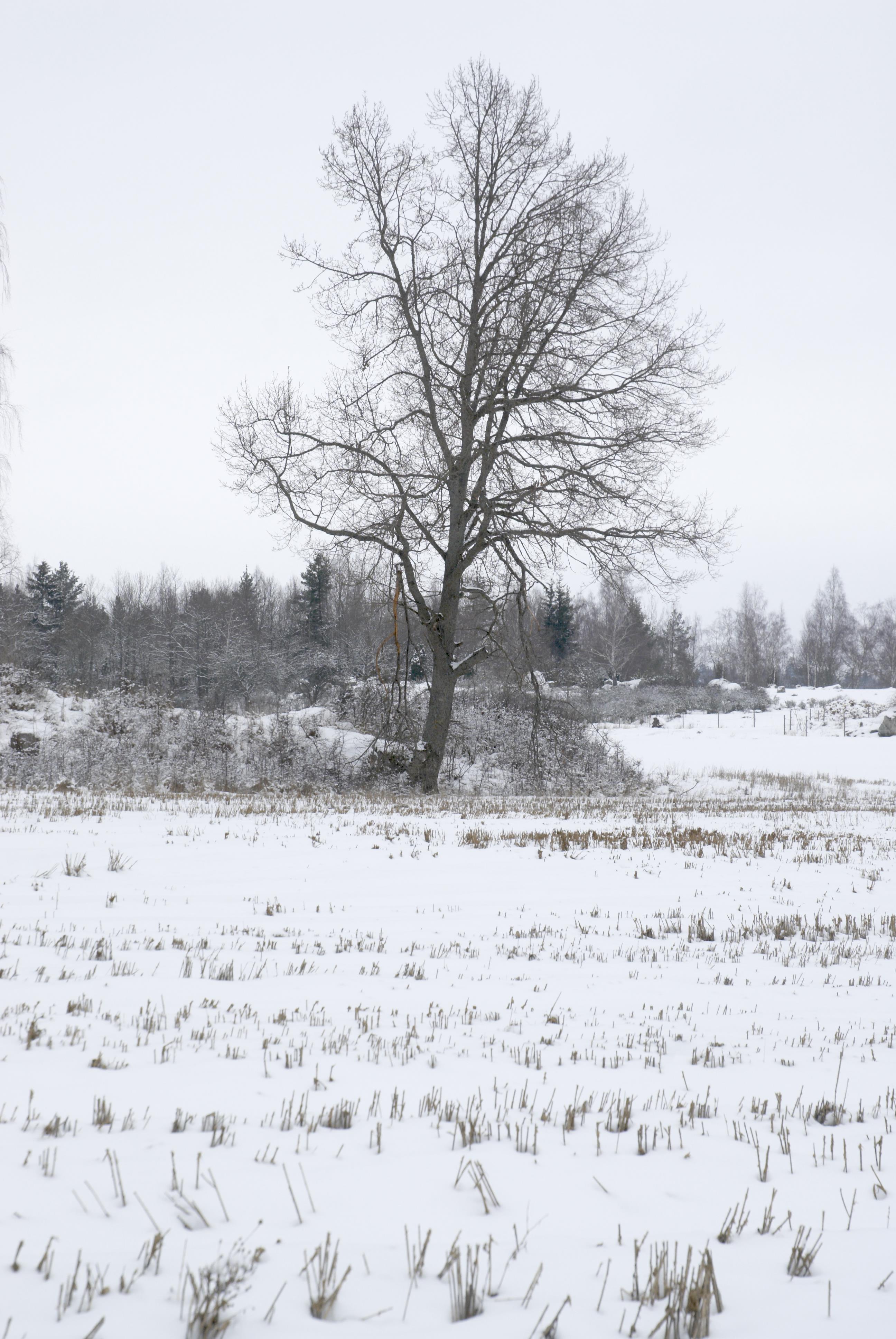 Bengt A Lundberg, Kungsbergs kungsgård