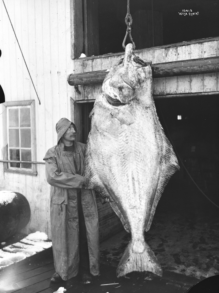 Anders Beer Wilse, Prot: Fisken en hellefisk paa 150 kilo