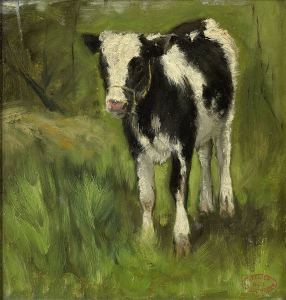 Geo Poggenbeek, Calf, spotted black and white