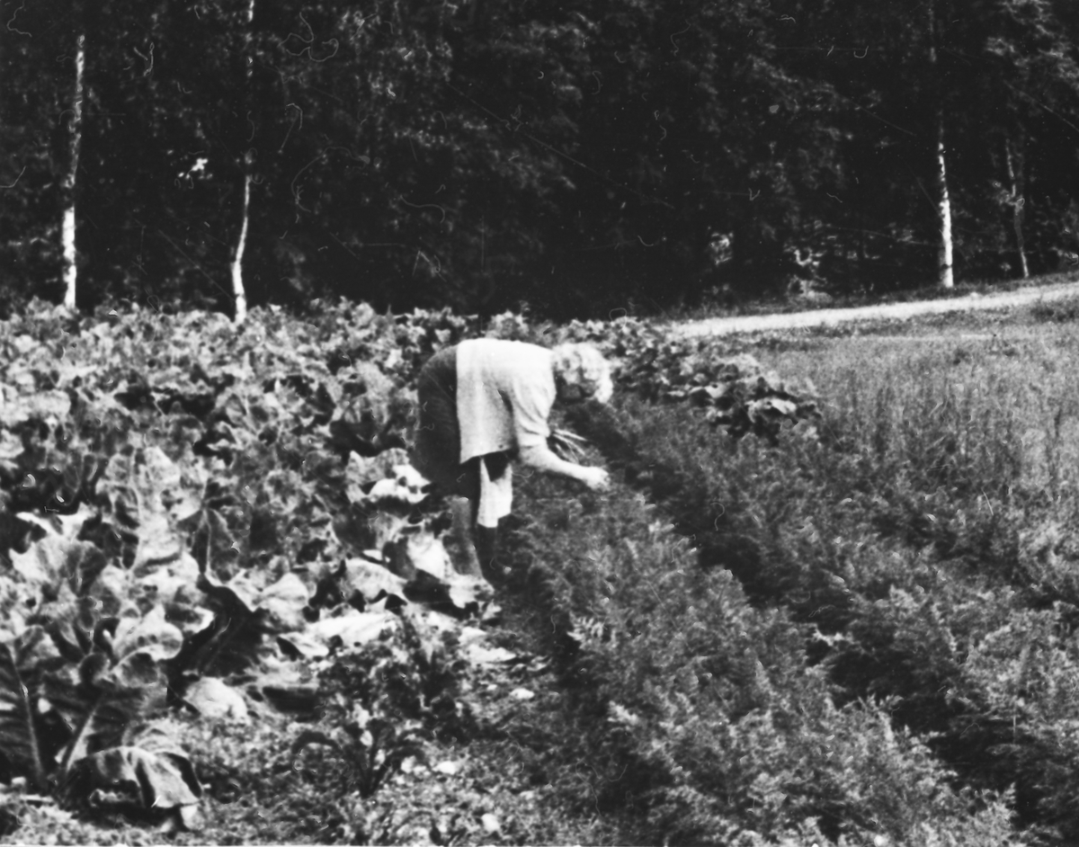 Ukjent, Kari Hårdnes (født 1893) i grønnsakåkeren