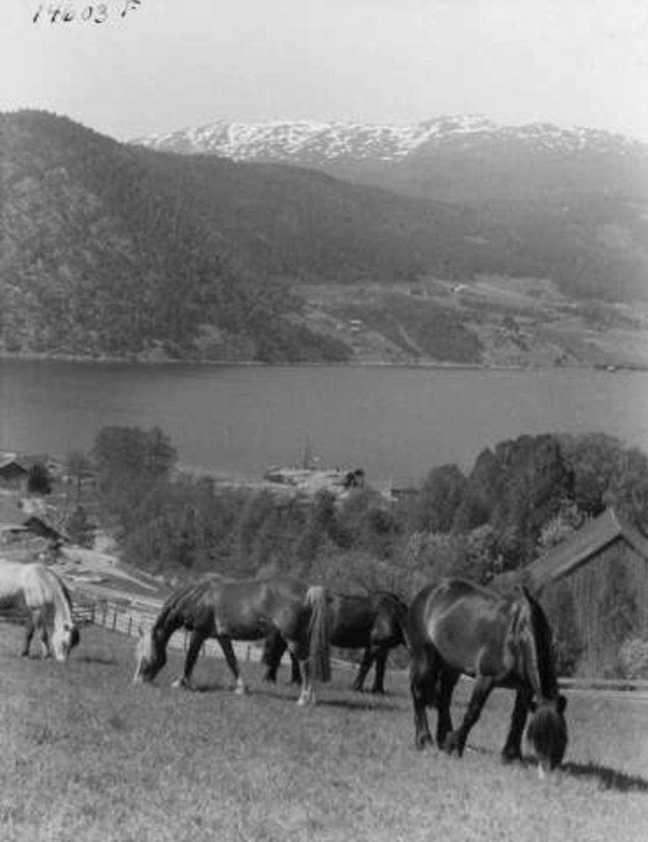 Anders Beer Wilse, -7956