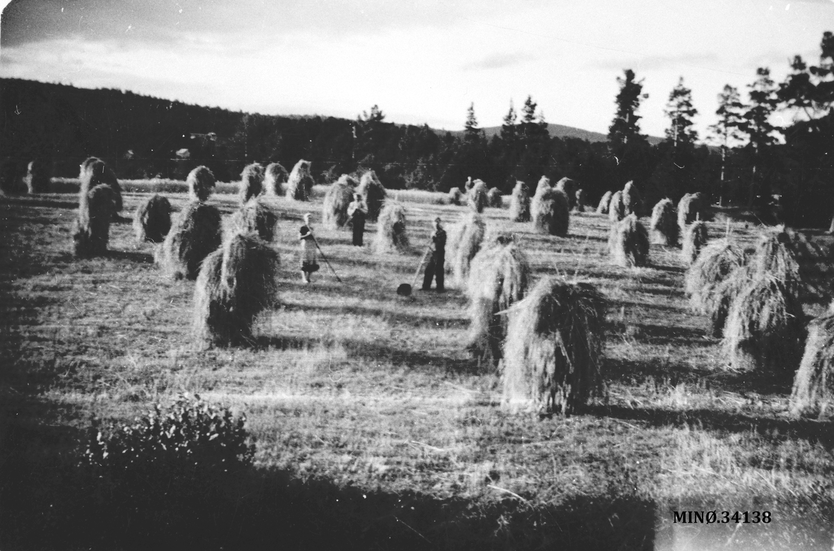 Ukjent, Kornavling på Sund