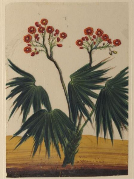 Unknown, One of eighteen drawings of flowers.