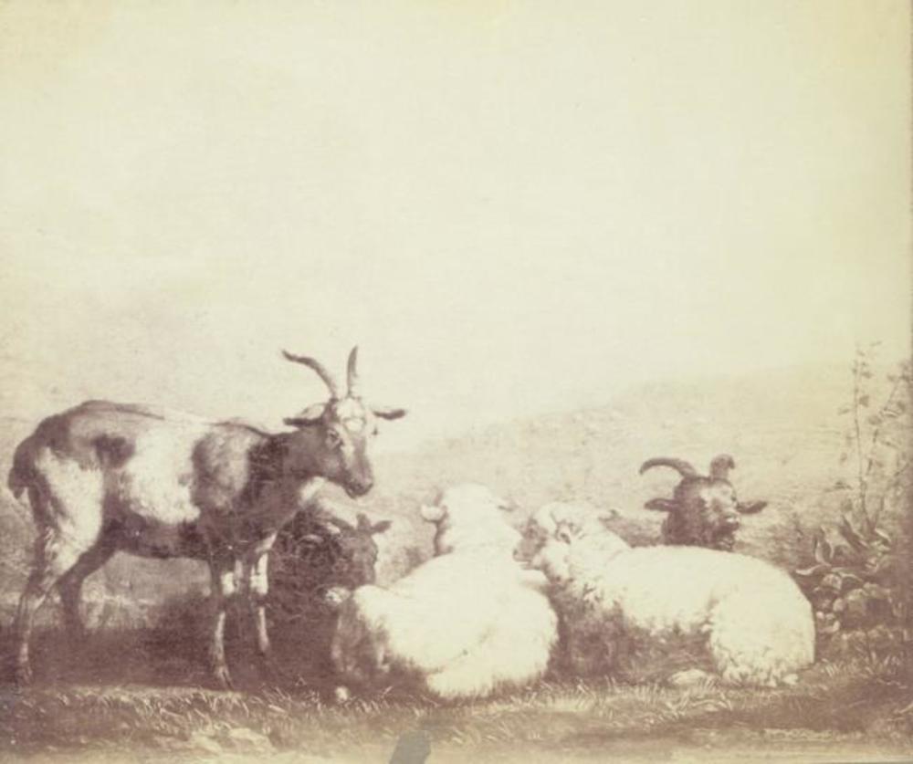 Karel Dujardin, Sheep and Goats