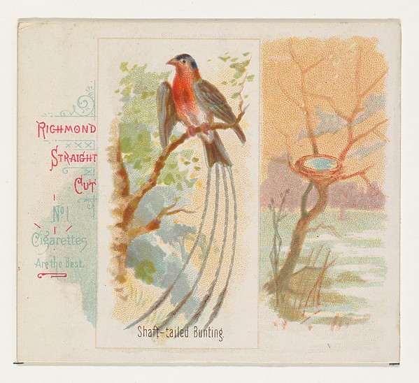Allen & Ginter, Shaft-tailed Bunting, from the Song Birds of the World series (N42) for Allen & Ginter Cigarettes