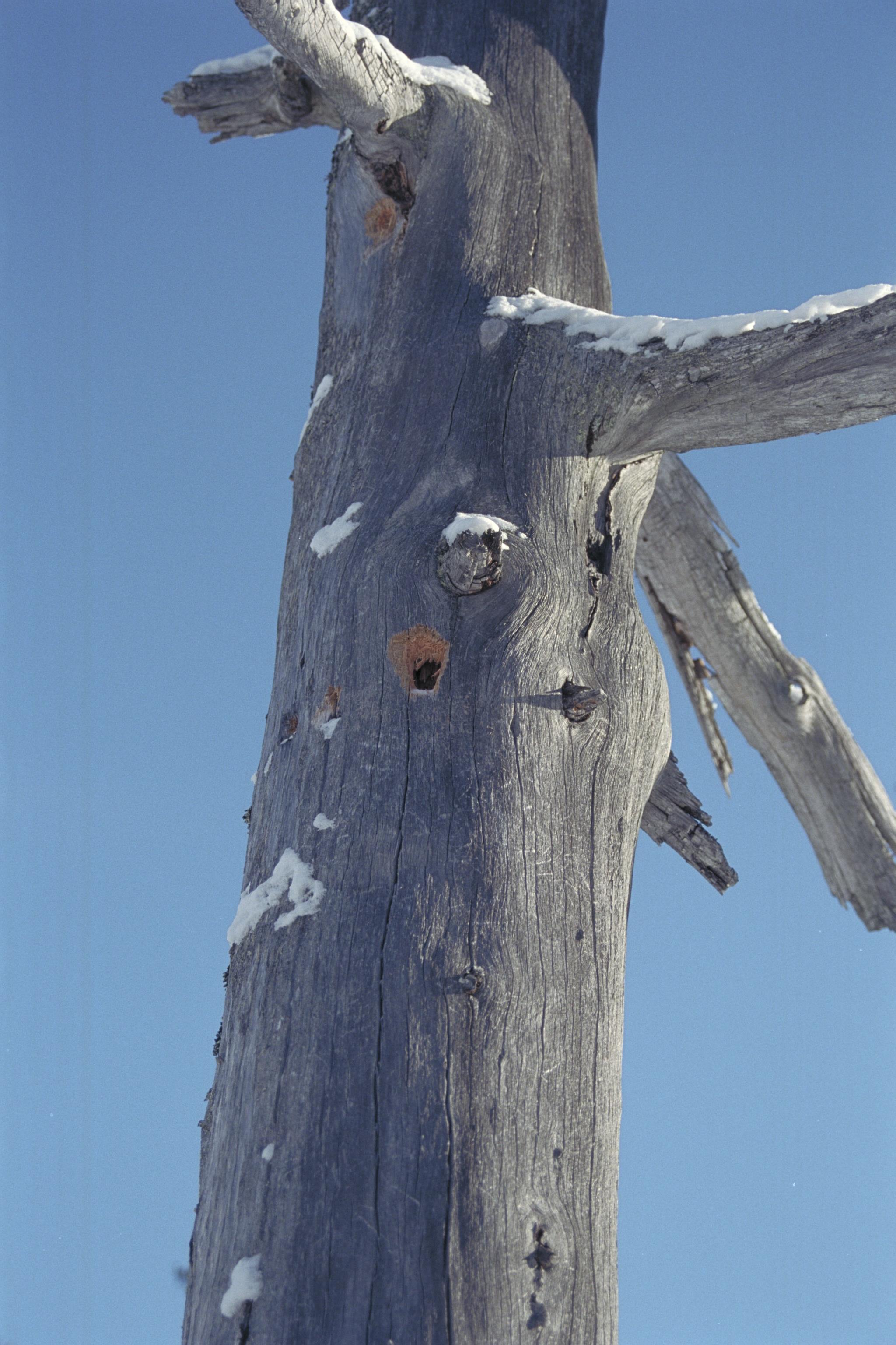 Bengt A Lundberg, Skuleskogens Nationalpark