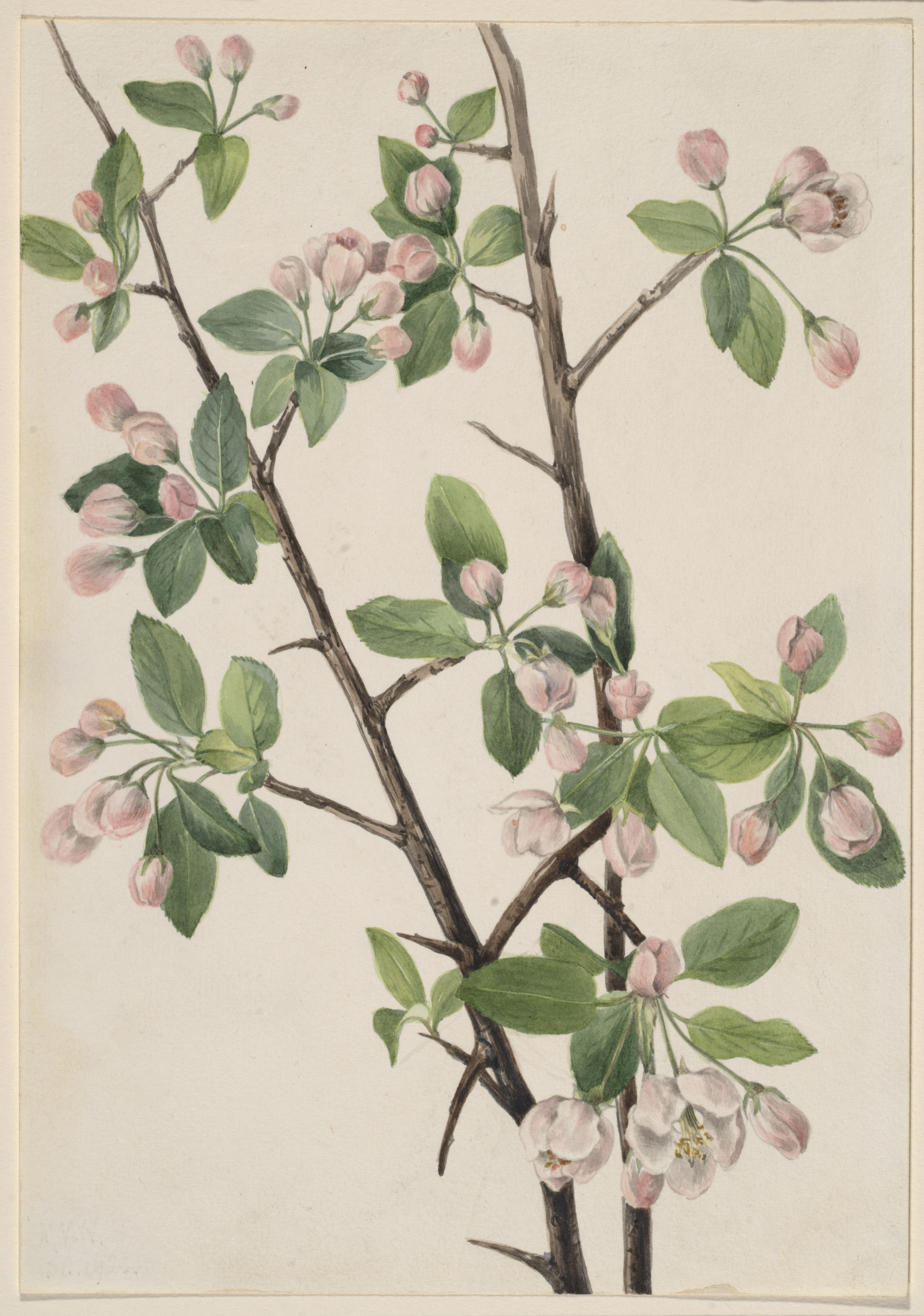 Mary Vaux Walcott, Wild Sweet Crab (Malus coronaria)