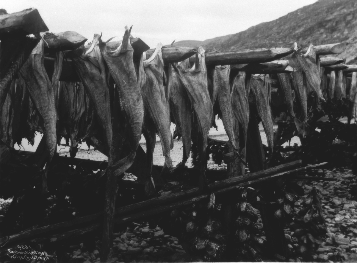 Anders Beer Wilse, Prot: Tørfisken og hoder paa Hjellerne 3/7 1908