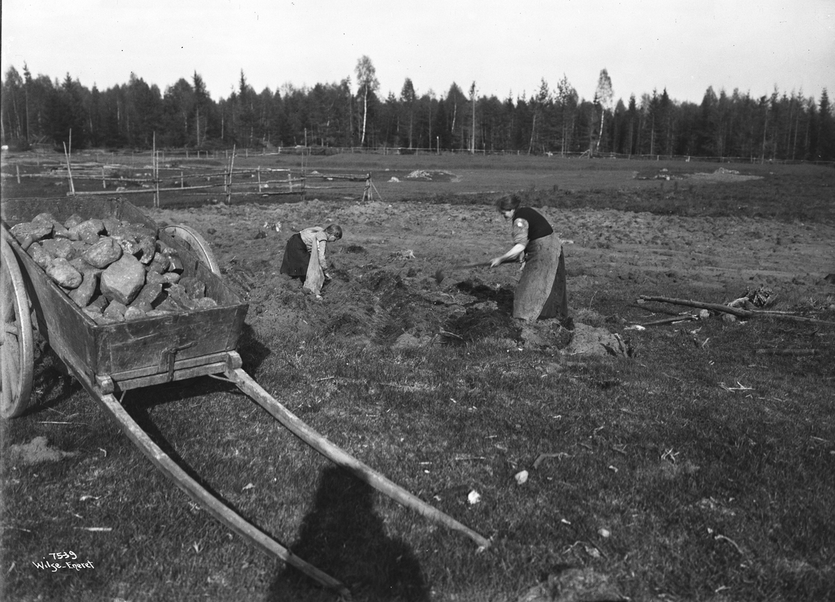 Anders Beer Wilse, Prot: Genere Rydning av land