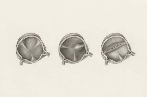 H.G Wetselaar, Cross section of the cardiovascular system