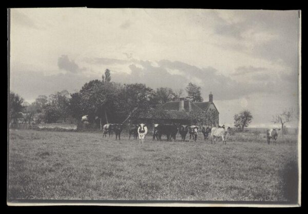 Gale, Lt. Col. Joseph, Cows outside a cottage