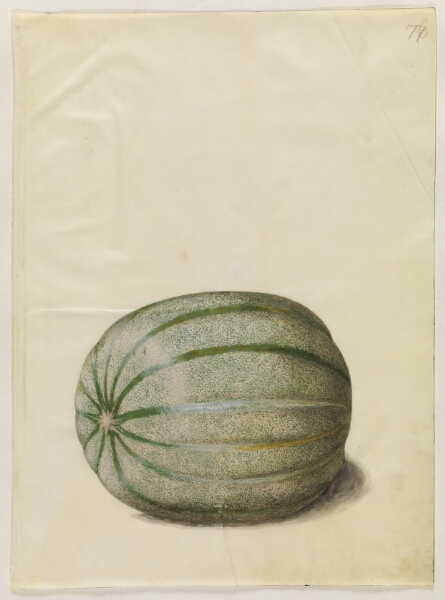 Hans Simon Holtzbecker, Cucumis melo (melon)