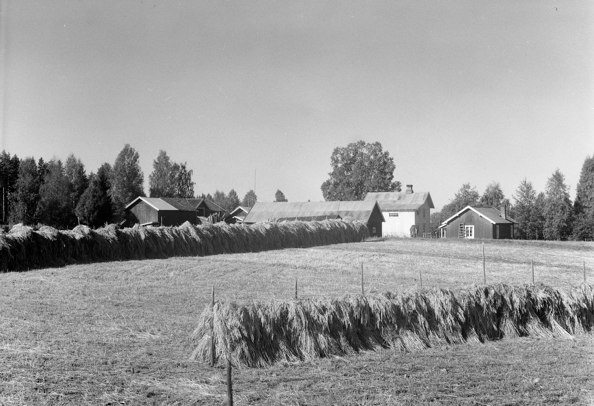 Anno Domkirkeodden, EKSTR: GARDSTUN, EVENSTAD, LØTEN. Se Løtenbok nr. 3 fra 1955 side 541