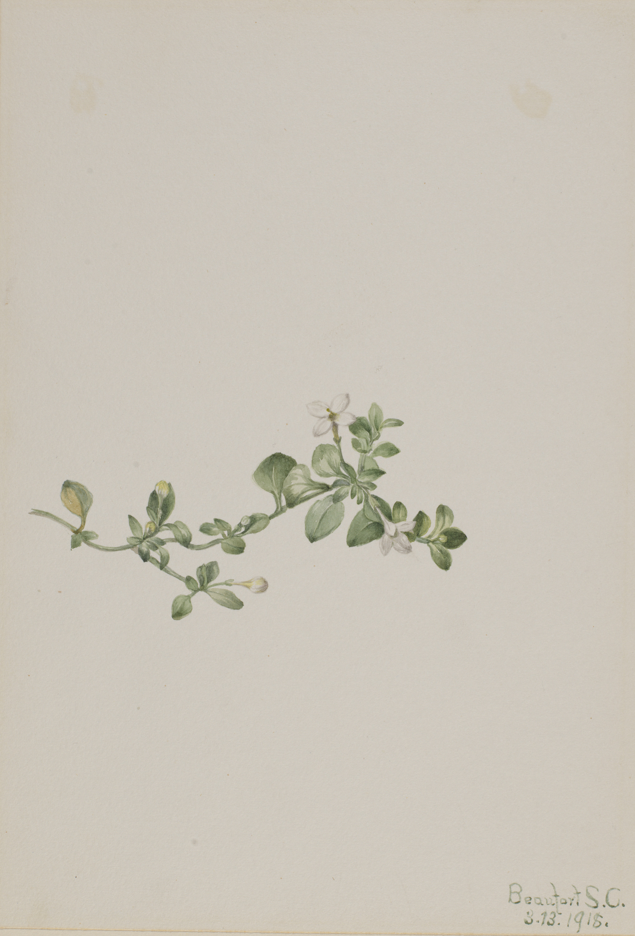Mary Vaux Walcott, Trailing Houstonia (Houstonia procumbens)