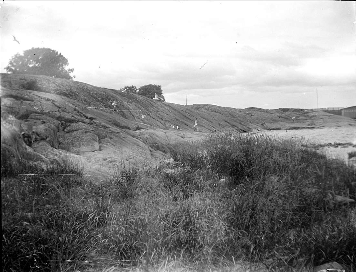 August Fredrik Schagerström, Berghäll och måsar i Öregrund, Uppland i augusti 1923