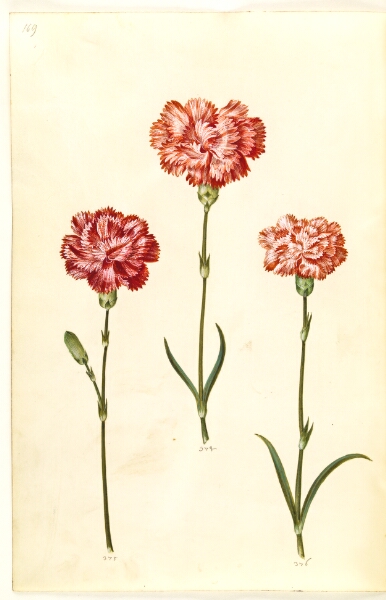 Hans Simon Holtzbecker, Dianthus caryophyllus (have-nellike)