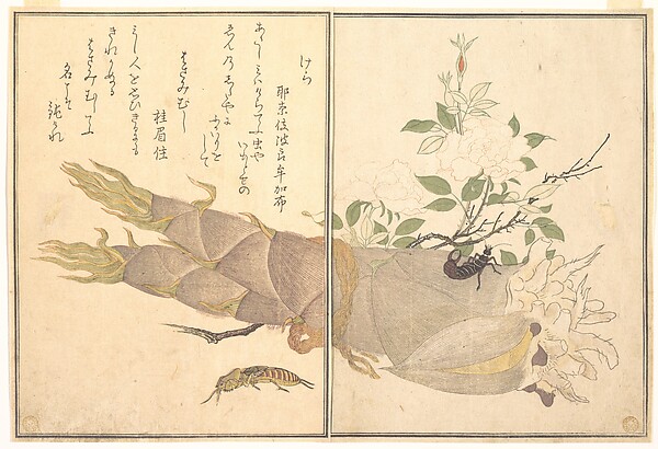 Kitagawa Utamaro, Mole Cricket (Kera); Earwig, (Hasami-mushi), from the Picture Book of Crawling Creatures (Ehon mushi erami)