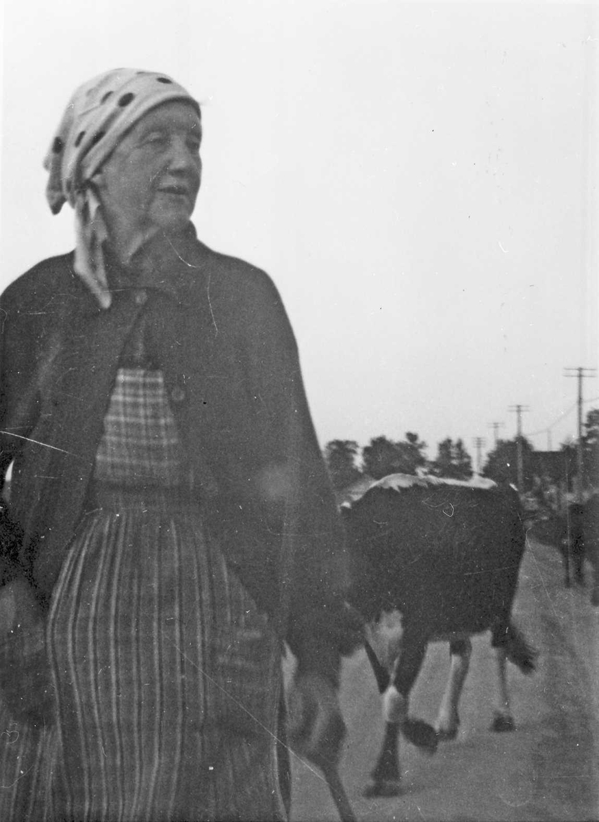 Rachel Haarseth, Kvinne, klær, kvige.