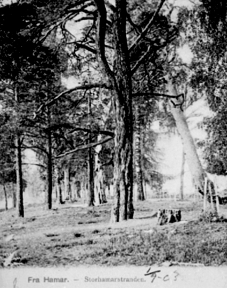 Anno Domkirkeodden, RIDEHUSSTRANDA, STORHAMARSTRANDA, VEGITASJON, FURUTRÆR, MUNKEN
