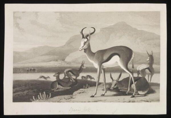 Unknown, Print