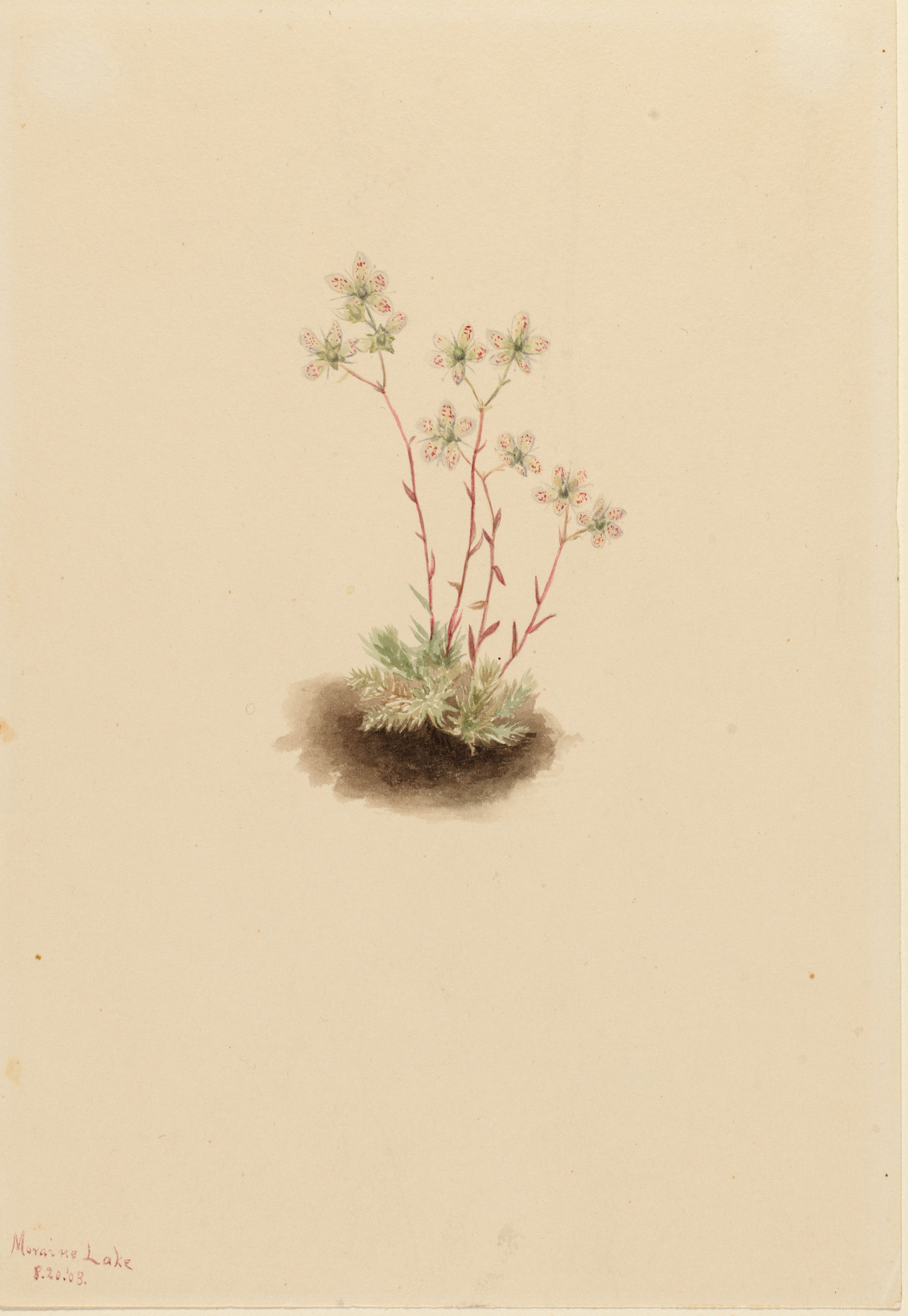 Mary Vaux Walcott, Spotted Saxifrage (Saxifraga bronchialis)